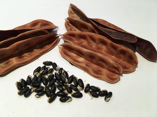 Acacia Seeds and Pods