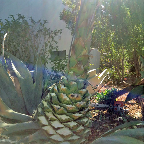 Agave and Chain Saw