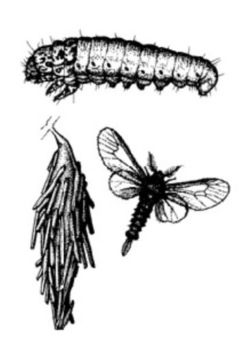 Bagworm Illustration
