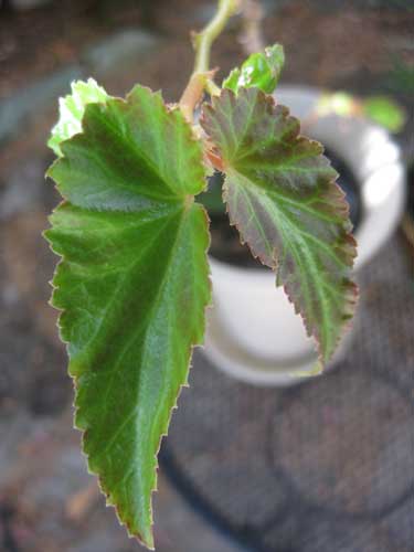 Begonia after treatment