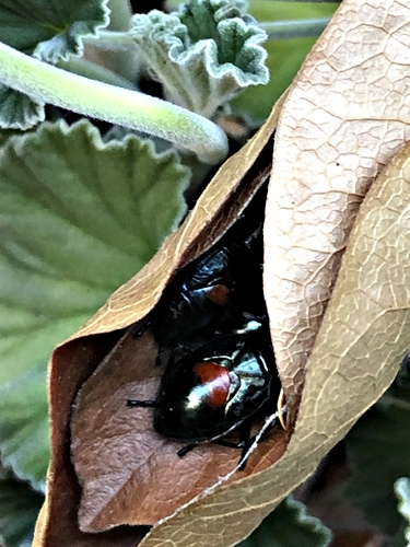 Black Bugs Tucked Away
