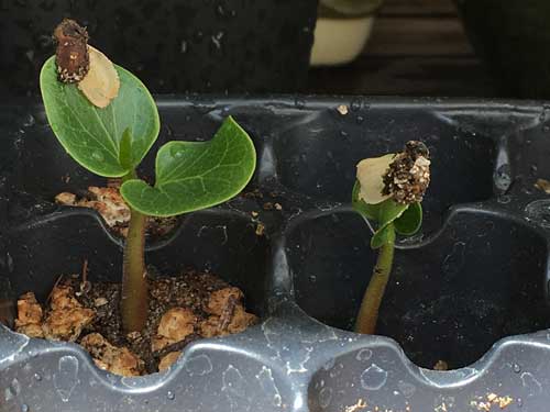 Brachychiton Seedlings