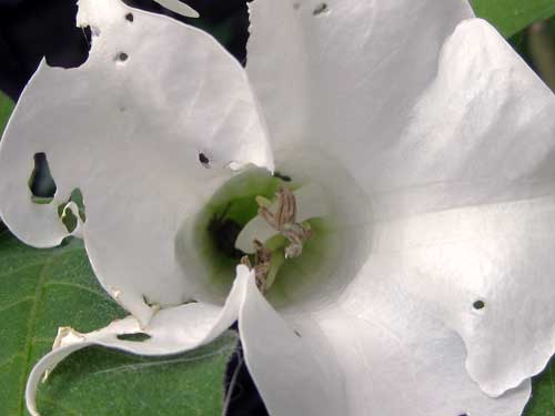 Snail Inside Brug Flower