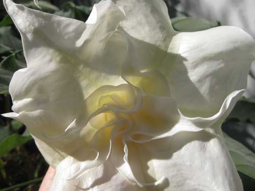 Brugmansia Double White Flower