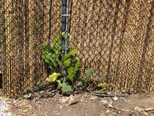 Cactus and Fence