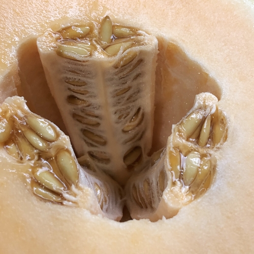 Melon Interior