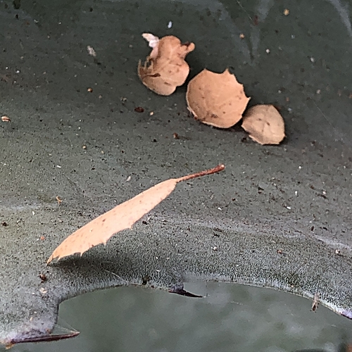 Oak Leaf on Agave