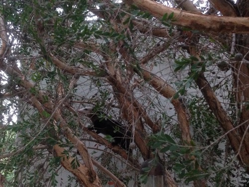 opossum in Tree