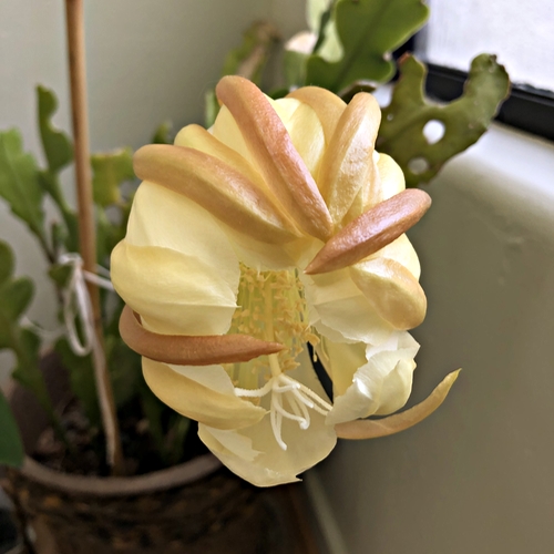 Trapped Cactus Flower