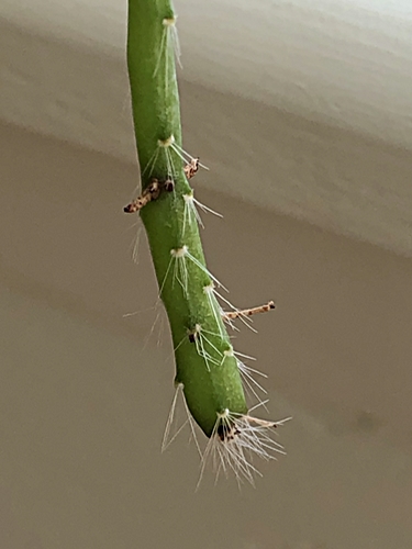 Trapped Cactus Cutting