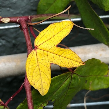 Passiflora Leaf