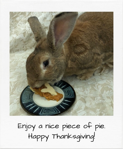 Happy Thanksgiving Pie
