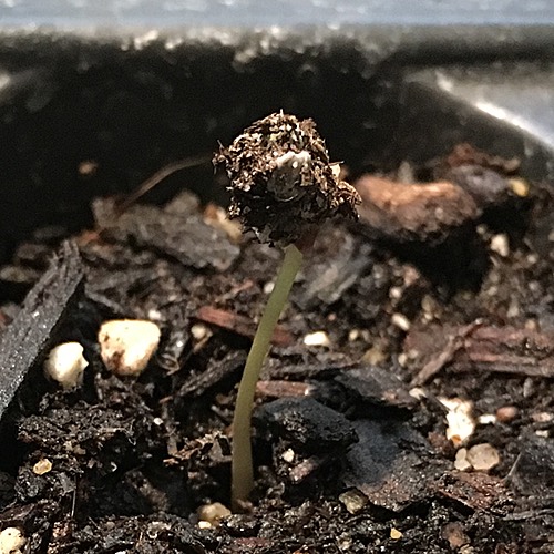 Acacia Sprouts and Seedlings