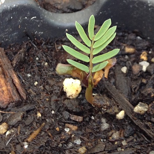 Acacia Sprouts and Seedlings