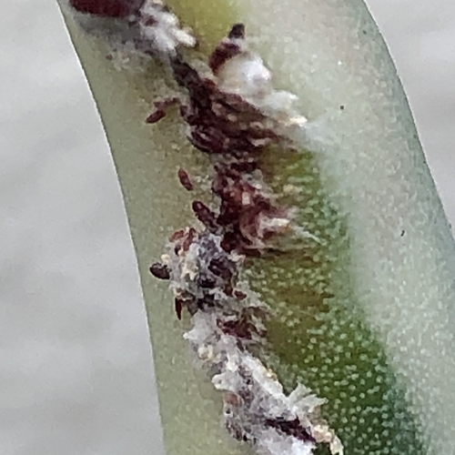 Agave and Aphids