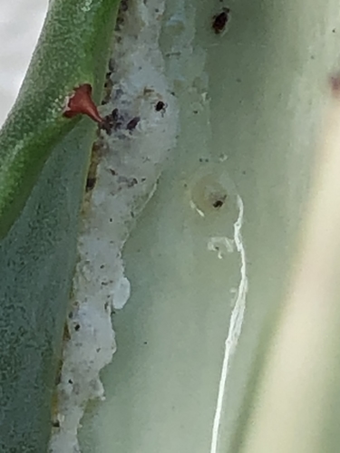 Agave and Aphids