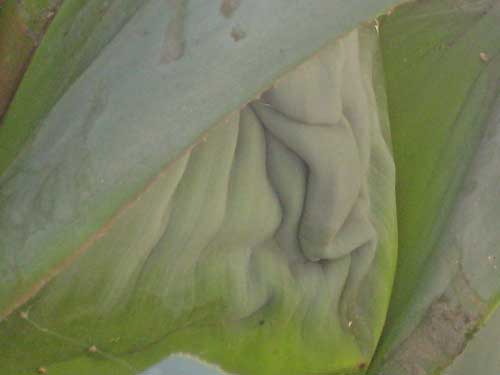 Agave Leaf Changes