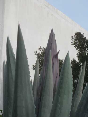 First Agave Image