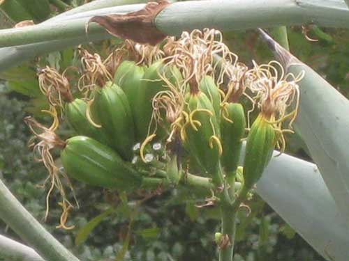Agave Buds