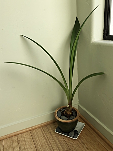 Amaryllis Plant