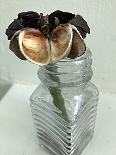 Amaryllis Seed Pod