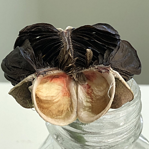 Amaryllis Seed Pod Empty Section