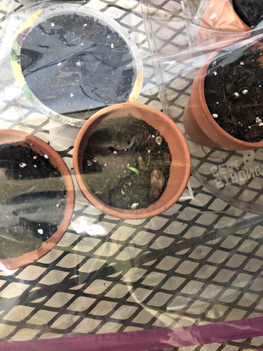 Amaryllis seed potted