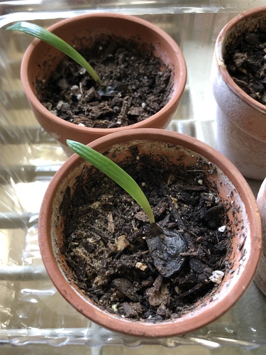 Amaryllis Seedlings