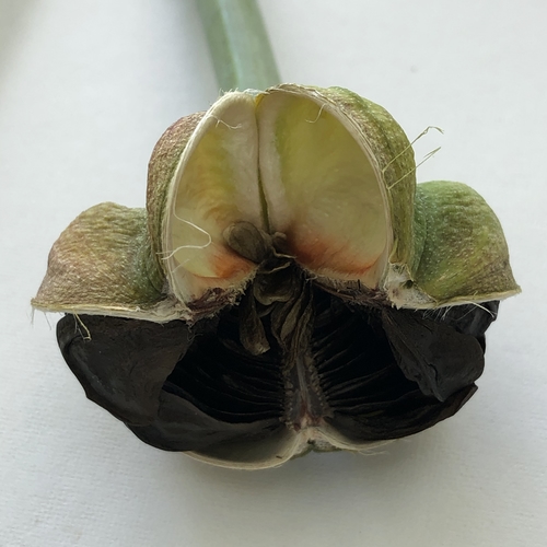 Amaryllis Seeds Removed