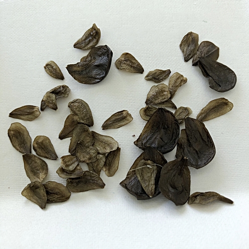 Amaryllis Removed Seeds