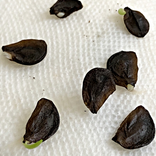Amaryllis seed