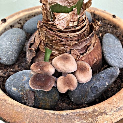 Amaryllis With Fungi