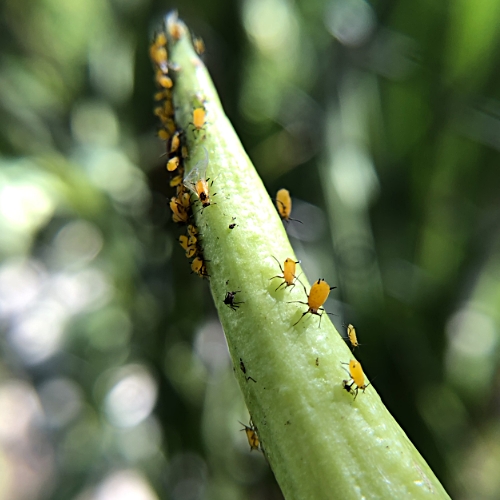 Aphids Yellow