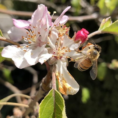 Apple Anna with Bee