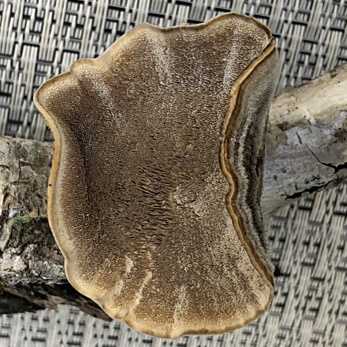 Birch Fungus
