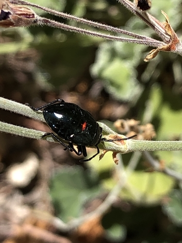Black Bugs