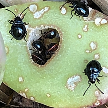 Black Insects