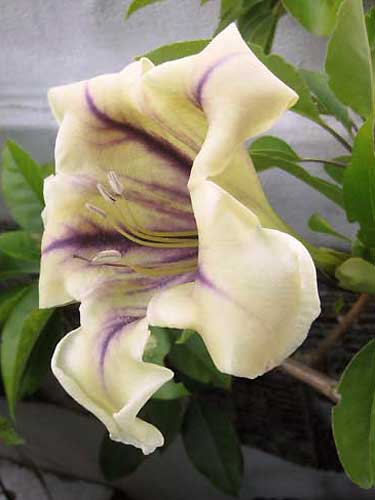 Solandra Maxima Flower