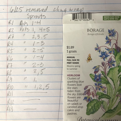 Borage Planting Notes