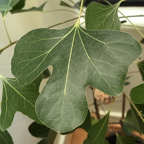 Brachychiton Leaf