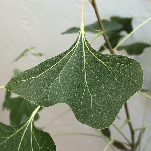 Brachychiton Leaf