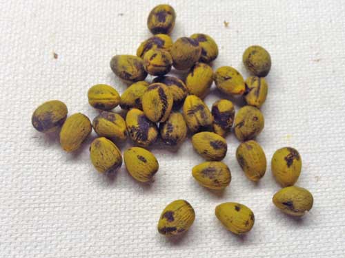 Brachychiton Seeds Fuzz Removed