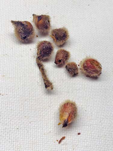 Brachychiton Seeds With Fuzz