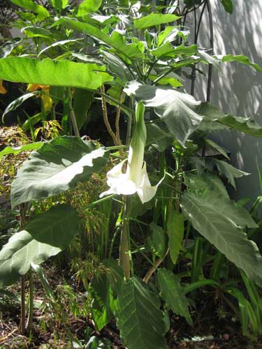 Brugmansia Double White Plant