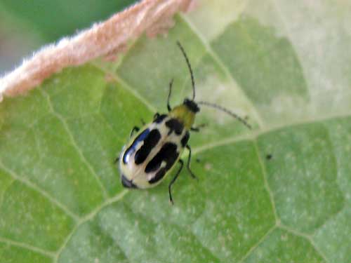 Bug 2