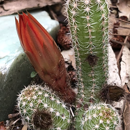 Cactus Bud