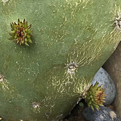 Cactus Growths