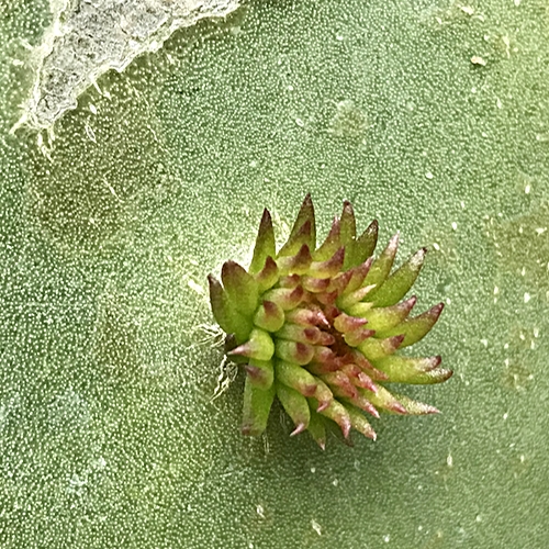 Cactus Growths