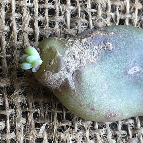 Cactus Leaf New Growth