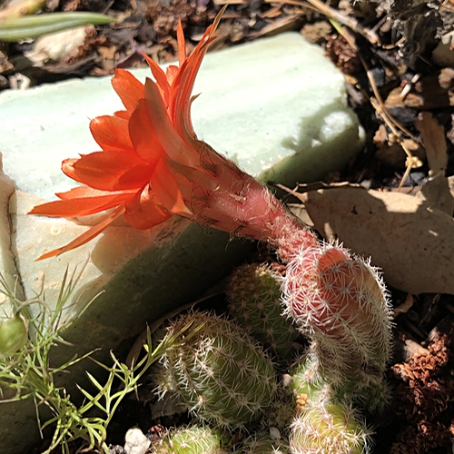 Cactus Red Flower